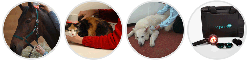 Anwendungen von repuls® vet an Tieren